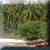 Linya - Dichter Wald | X: 133 Y: 117