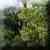 Linya - Dichter Wald | X: 134 Y: 116