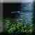 Linya - Dichter Wald | X: 136 Y: 116