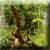 Gobos - Der ewige Wald | X: 82 Y: 98