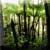 Krato - Dichter Wald | X: 59 Y: 109