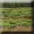 Ruward - Feuchtes Gras | X: 75 Y: 110