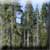 Ruward - Wald des Friedhofs | X: 72 Y: 104